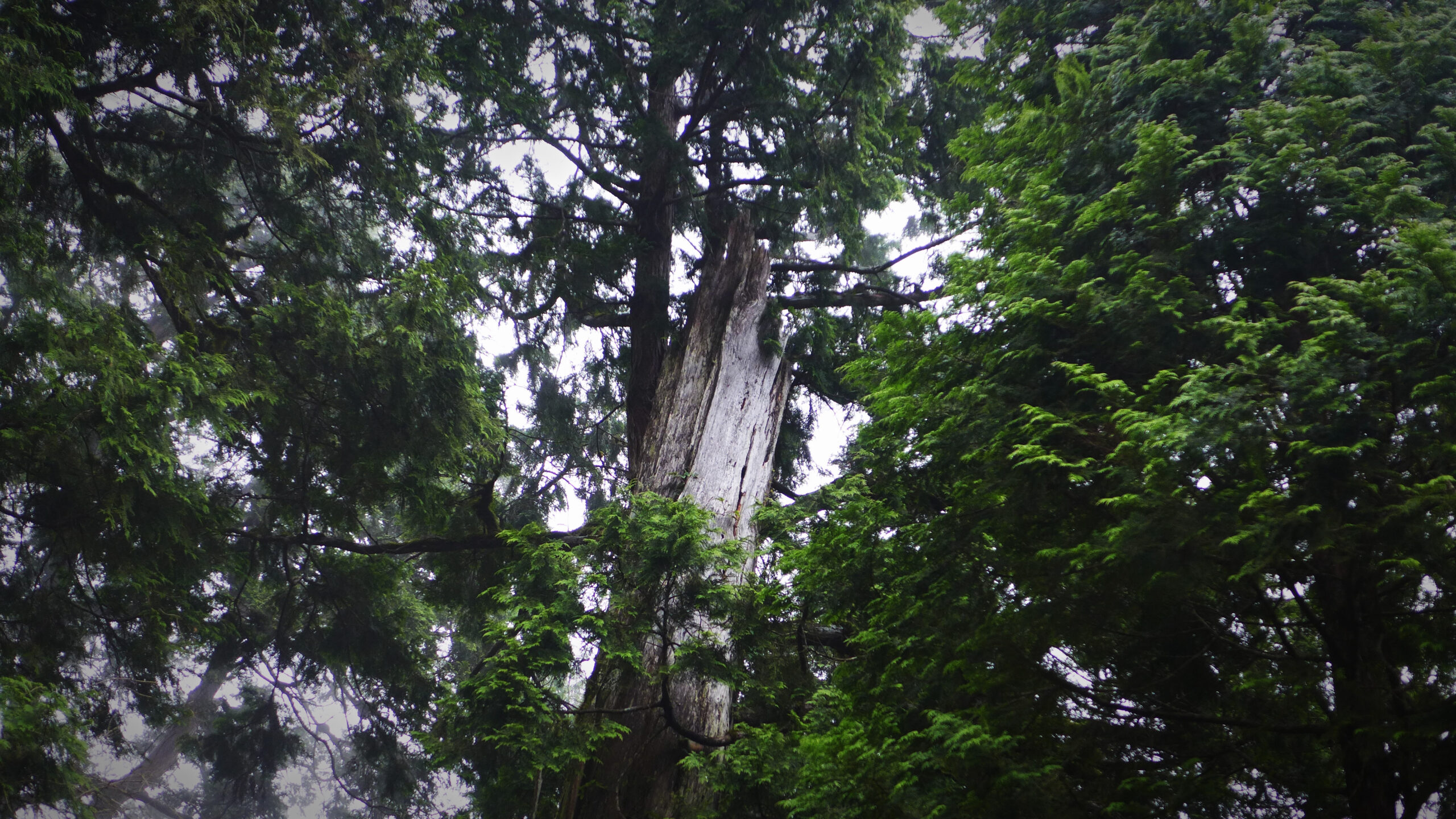 #24/ HINOKI par Yannick Dauby